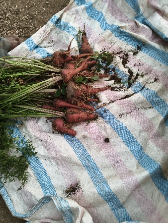 ગાજર વેચવાના છે