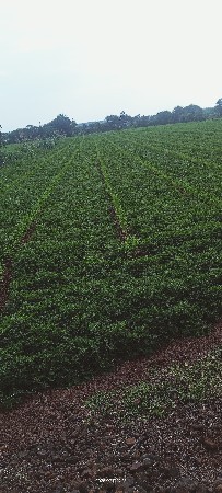 માંડવીનો પાલો વેચવાનો છે પાંચ વીઘા