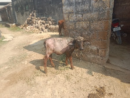 પાડી વેચવાની છે વરસ દિવસની