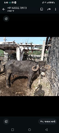 મોટી ટોપલ બેસ વેચવાની છે