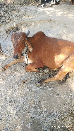 थंबनेल 3