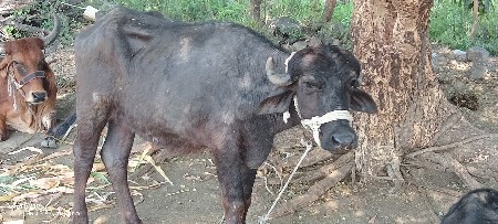 થંબનેલ 2