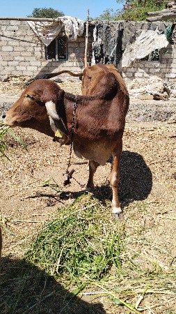 थंबनेल 3