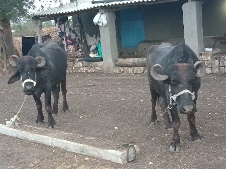 બે ખળેલા વેછવાનાસે