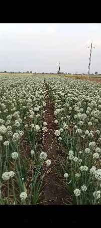 વેસવાનુ