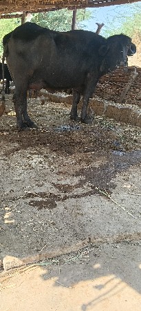 ભેંસ વેસવાની છે