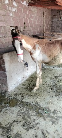 थंबनेल 2