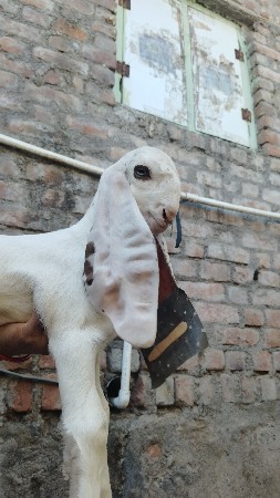 હૈદરાબાદી બચી