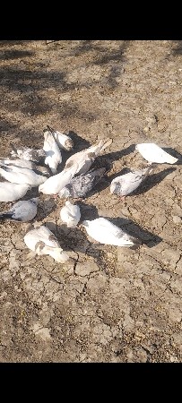 કબૂતર દેવના છે 16 નગ છે બધા