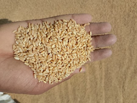 દેશી ટુકડા ઘઉં વેચી દેવાના છે