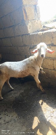 थंबनेल 2