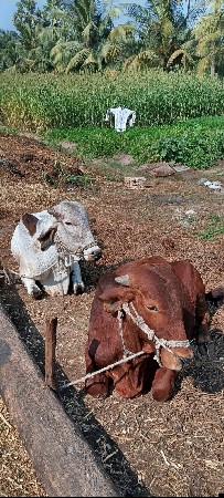 ગોઢલા વેશવાના સે.