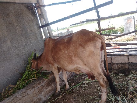 ગાય વેચવાની છે