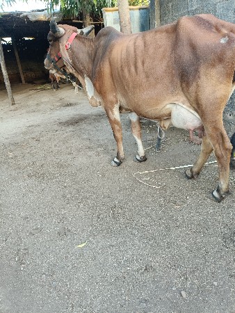 थंबनेल 3