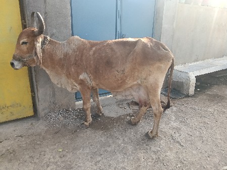 થંબનેલ 2