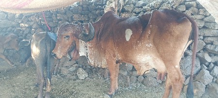 થંબનેલ 3