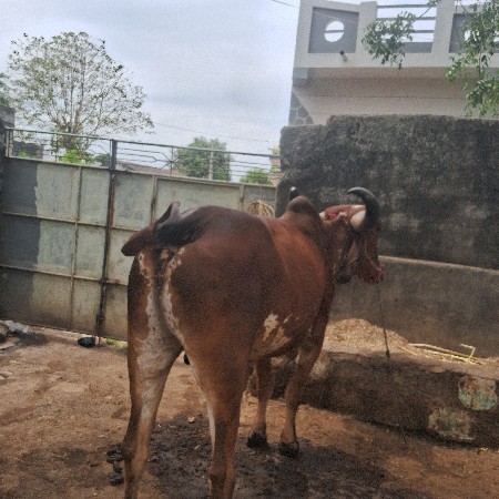 3 Dhar Sav soja