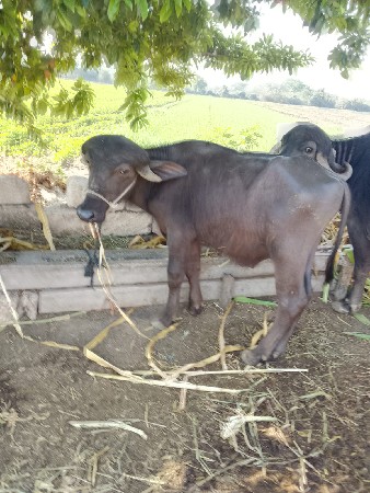 थंबनेल 2