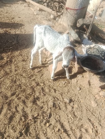 આ વઢીયારી ગાય વેચવાની