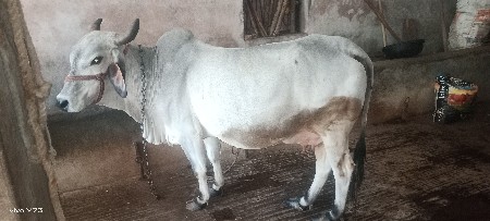 थंबनेल 2