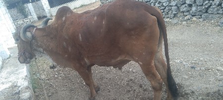 બળદ વેચાણ છે
