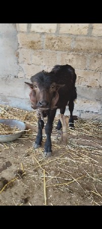 थंबनेल 3