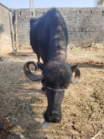 ભેંસ વેચ વની સે