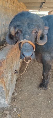 પાડો વેચવાનો છે