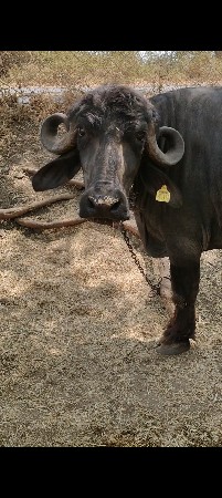 કુંઢી જાફરાબાદી કડી