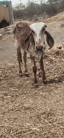વાસળી વેચવાની છે