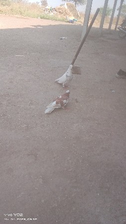 થંબનેલ 2