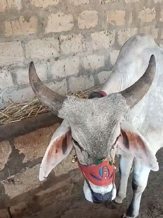 ગોઢલા વેશવાના છે