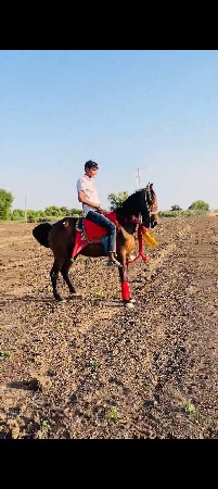 ઘોડી.વેસવાનીછે