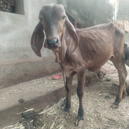 થંબનેલ 3