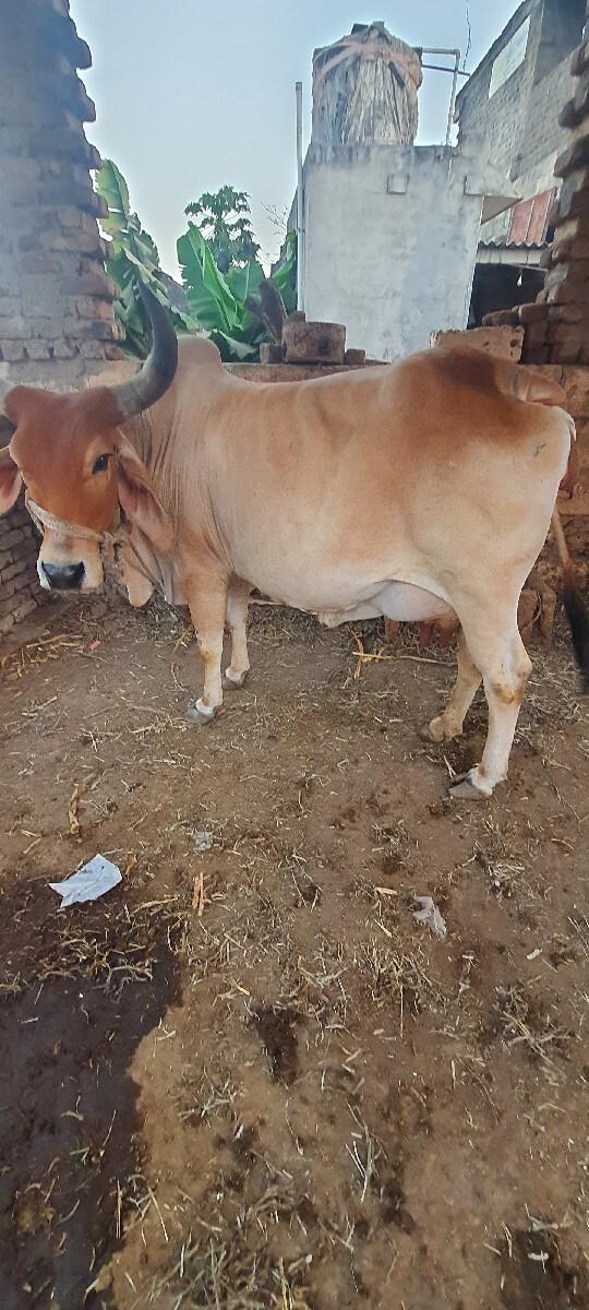 ગાય વેચવા ની છે