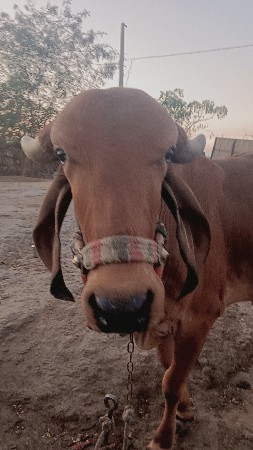 થંબનેલ 2