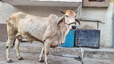 थंबनेल 2