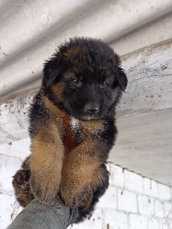 gsd female puppy available for sell