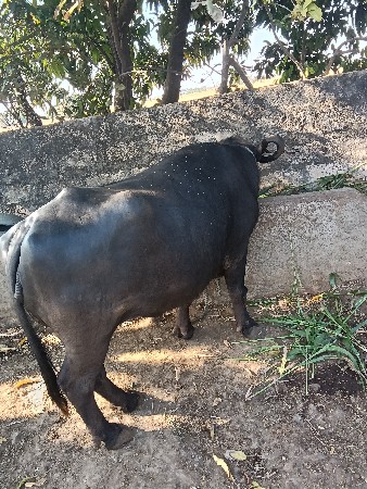 थंबनेल 2