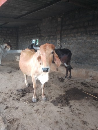 थंबनेल 3