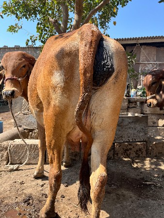 थंबनेल 2