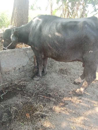 થંબનેલ 3