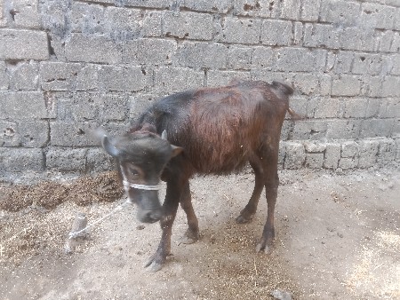 ખડેલી વેચવાનું છે