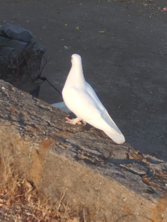 વાઈટ નર વેચવાનો છે