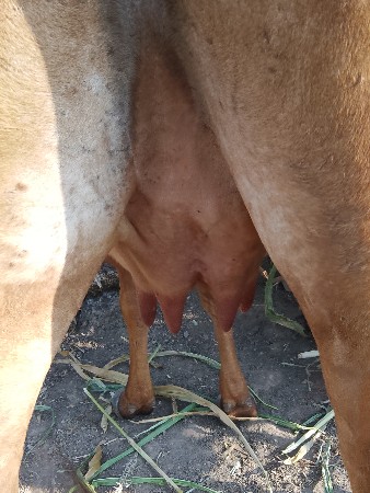 थंबनेल 4