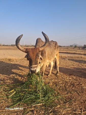 थंबनेल 3