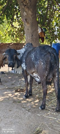 પેલા વેતર નો ની ઓડકી વેચવા છે