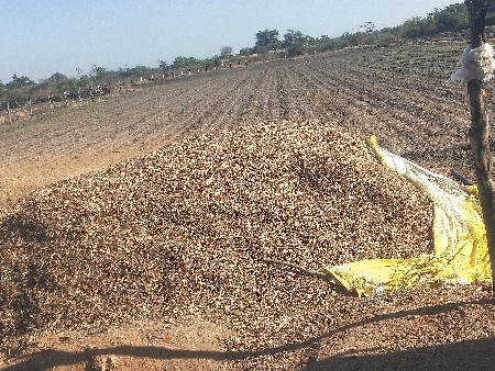માંડવી નો ભૂકો/પાલો