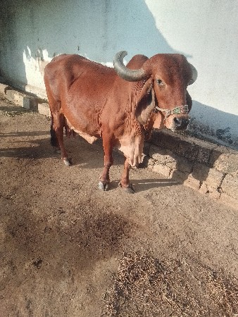 ગાય વેશવની. સે