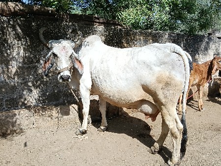 थंबनेल 3